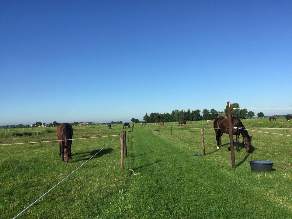 Op zoek naar een 5*-vakantieplekje voor je paard?