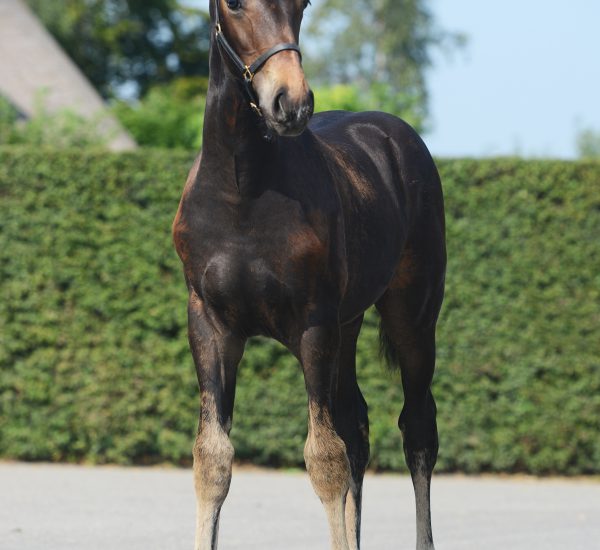 VERKOCHT: Onana Riche D’Apardi (Sezuan’s Donnerhall x Zambuka)