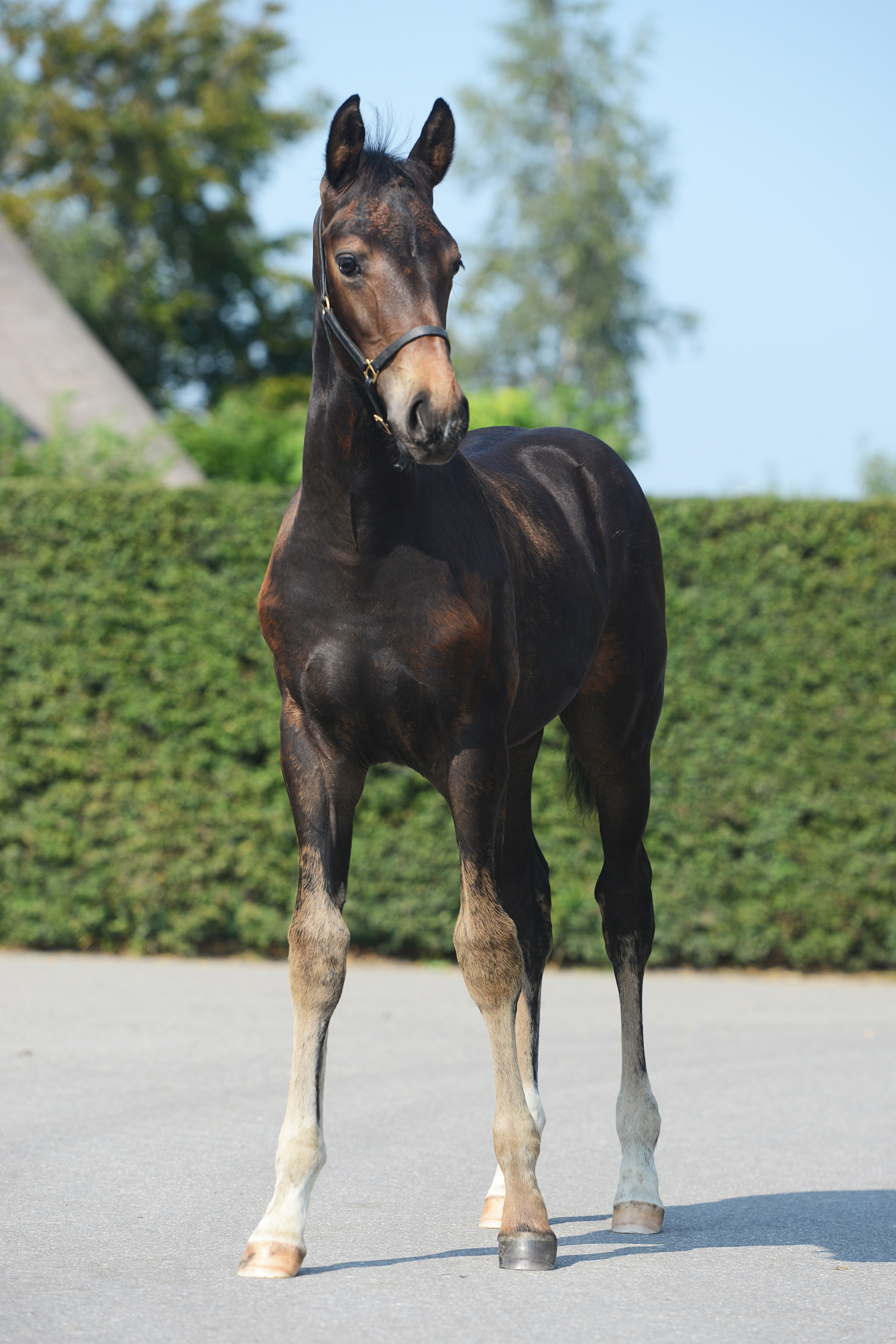 VERKOCHT: Onana Riche D’Apardi (Sezuan’s Donnerhall x Zambuka)